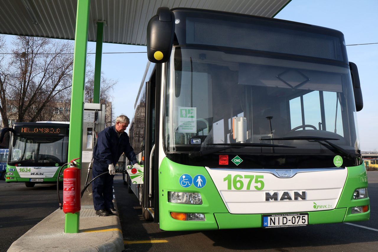 Zöld-fehér(!) MAN-ek lepték el Miskolcot. Mit szólnak vajon a színválasztáshoz a Diósgyőr drukkerei? A képre kattintva galéria nyílik (fotók: MTI/Vajda János)