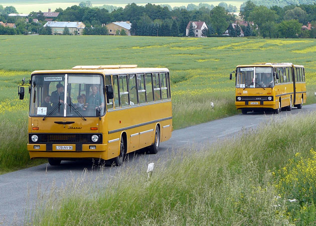 A löbaui mezőn egy másik sárgasággal<br>(Fotó: Papp Szabolcs)